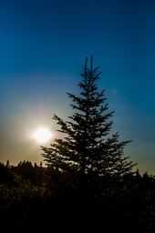 sunset behind spruce